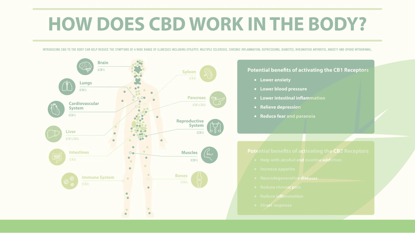 how cbd works with our body