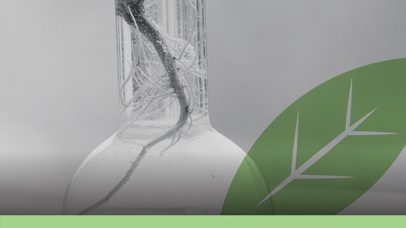 Supercritical-CO2-Hemp-Processing