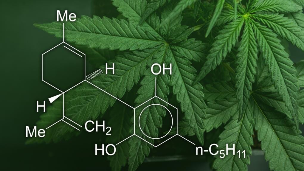 How Long Does it Take for CBD to Work?