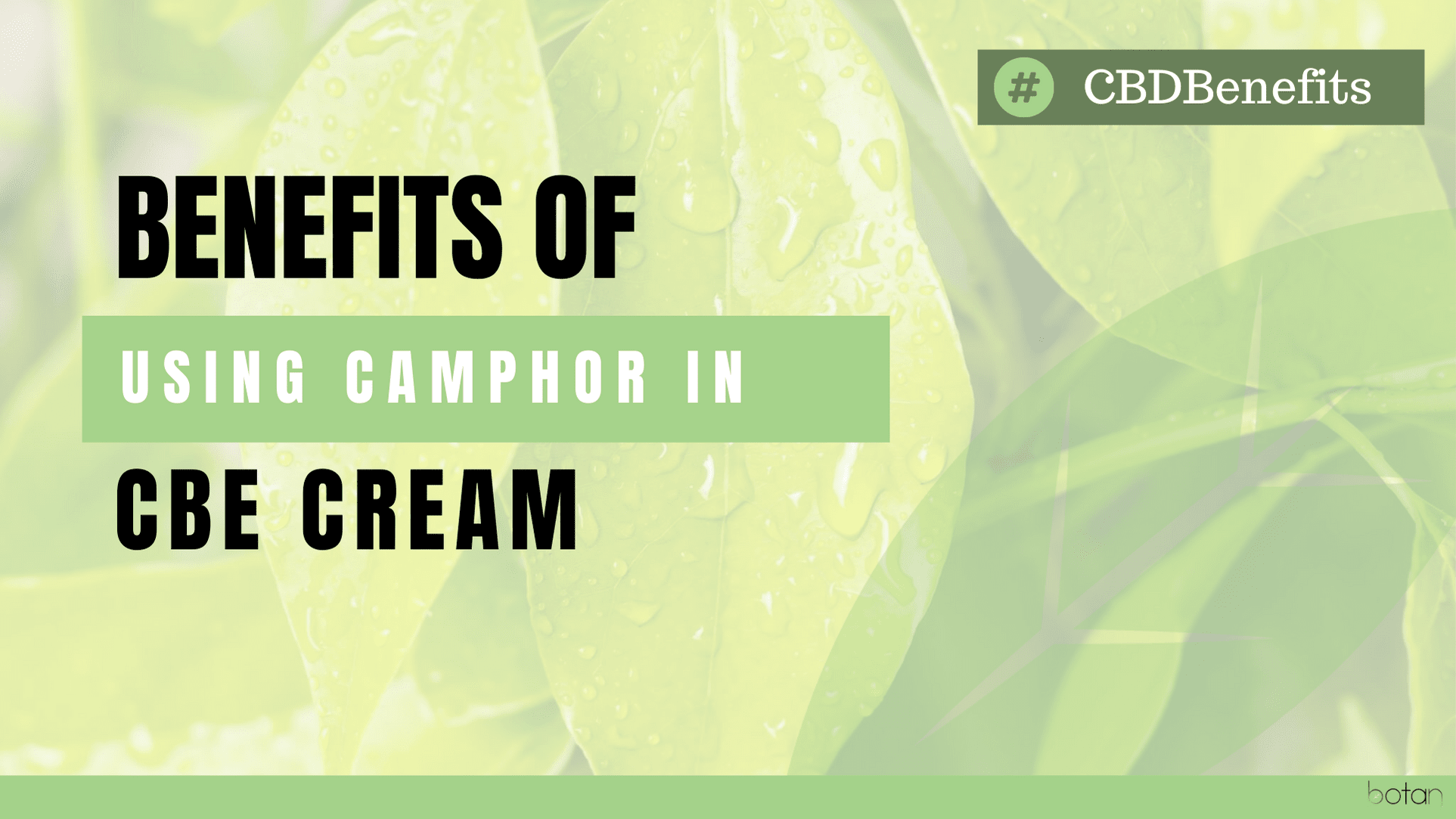 camphor for pain cbd cream 1000mg