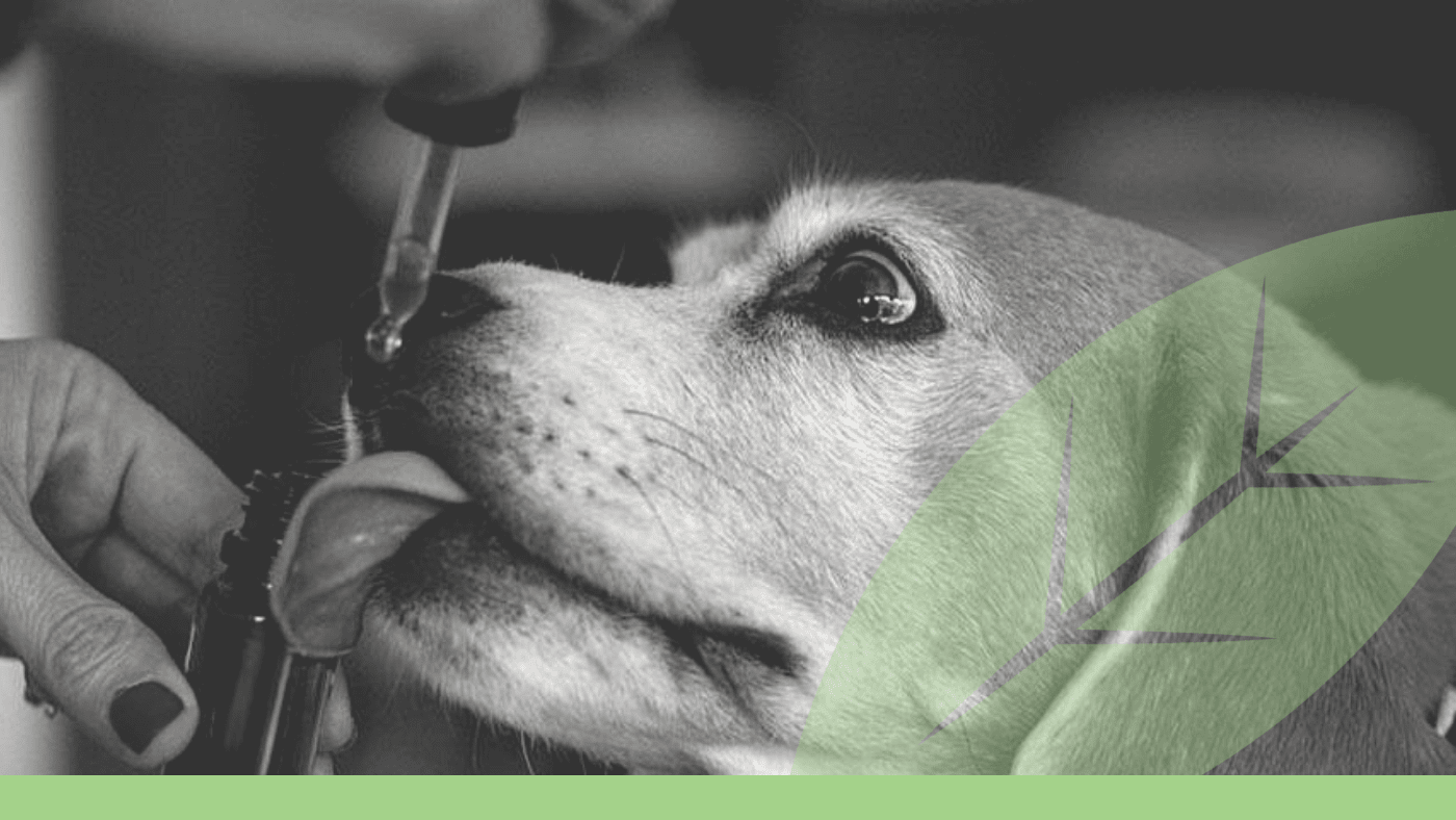 CBD for Pets: A Look at Safety and Studies